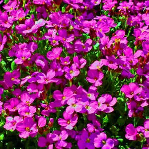 Arabis Spring Charm Seeds - Arabis Blepharophylla Rose Delight - Pink Ground Cover Plants