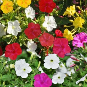 Four O'Clock Seeds - Mirabilis Jalapa Mix