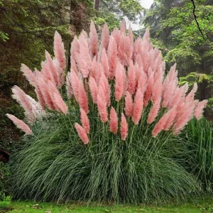 Pampas Grass Seeds - Cortaderia Selloana - Ornamental Home Garden Plants