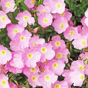 Pink Evening Primrose Seeds - Oenothera Speciosa